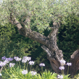 Oliviers maison hôtes bleu azur