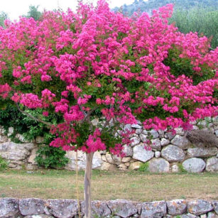 le jardin aux arbres remarquables